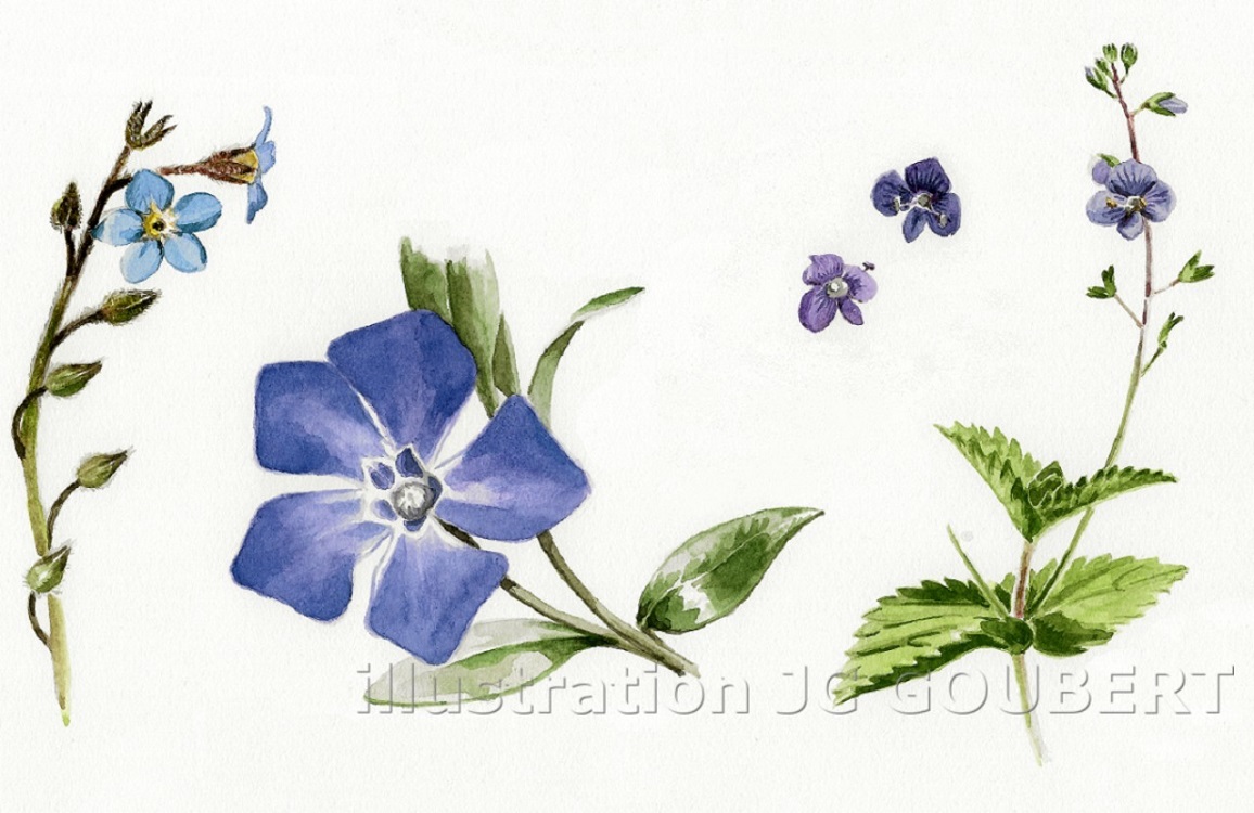 Fleurs bleues mai 1