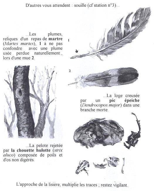 Topo-guide pour un sentier de découverte en forêt de Cerisy-Montfiquet